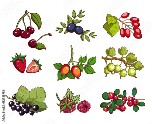 Collection Of Berries