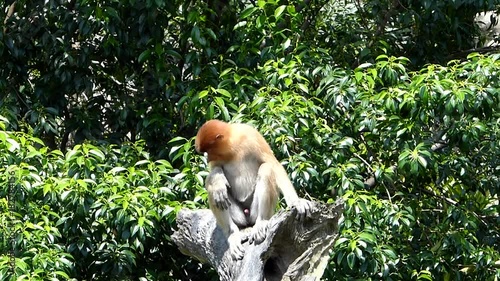 Young male Proboscis monkey (Nasalis larvatus) sitting on a tree in Labuk Bay, Sabah, Borneo, Malaysia