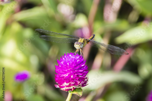 long-legged marsh glider or dancing dropwing (Trithemis pallidinervis) dragonfly © arnaudmartinez