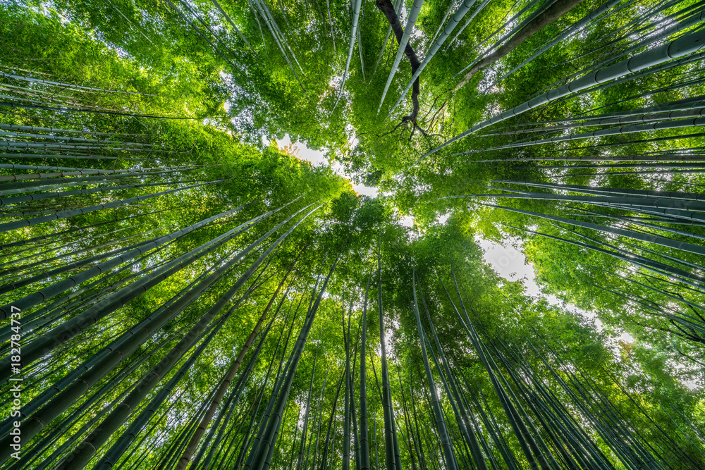 Early morning Sky view from Sagano-Arashiyama Bamboo forest, Kyoto, Japan Early morning Sky view from Sagano-Arashiyama Bamboo forest, Kyoto, Japan