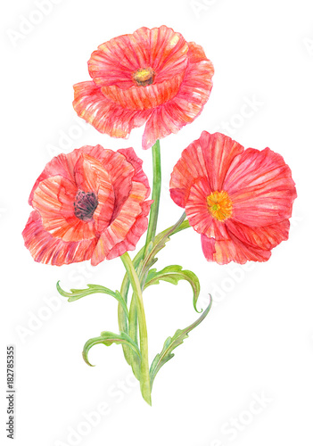 bouquet of poppies. watercolor painting