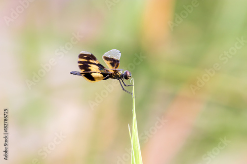 Golden Rhyothemis variegata dragonfly, Kerala, India photo