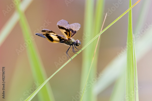 Golden Rhyothemis variegata dragonfly, Kerala, India © arnaudmartinez