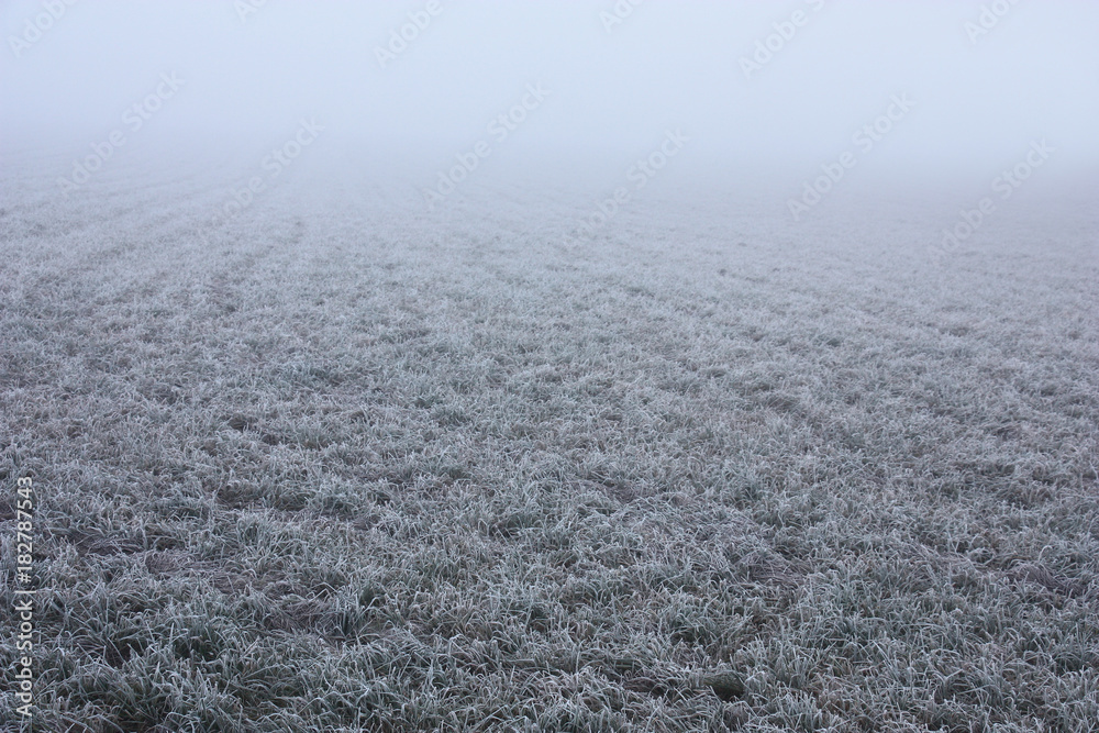 Grass in hoarfrost and a fog./Grey tone of a grass in hoarfrost thanks to a fog passes in grey infinity. Grass in hoarfrost and a fog./Grey tone of a grass in hoarfrost thanks to a fog passes in grey infinity.