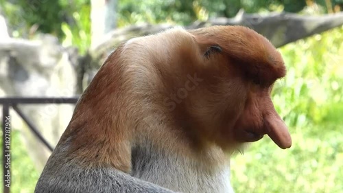 Male Proboscis monkey (Nasalis larvatus) itching nose in Labuk Bay, Sabah, Borneo, Malaysia