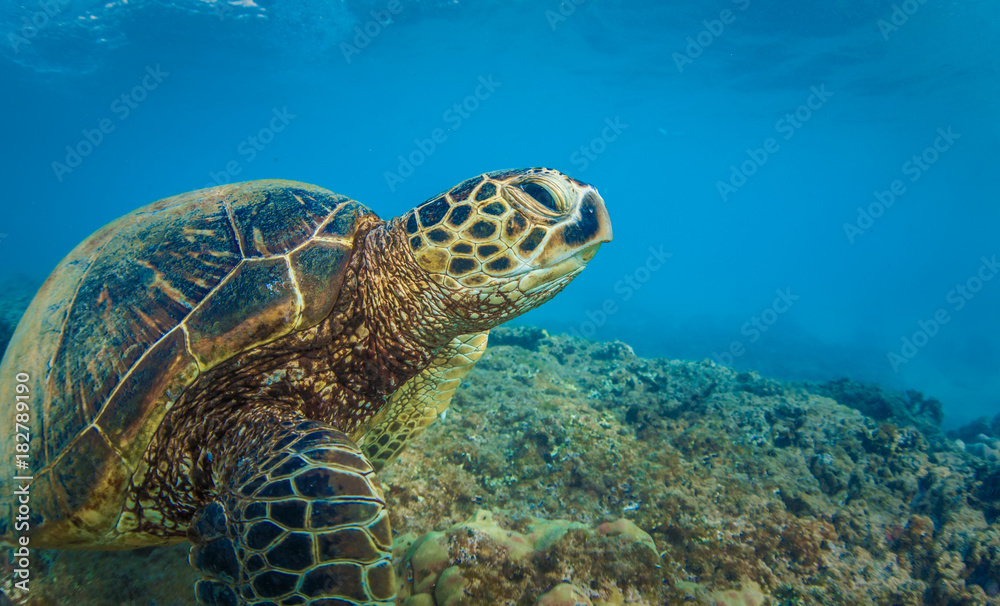 Sea turtle on bottom underwater against blue water background