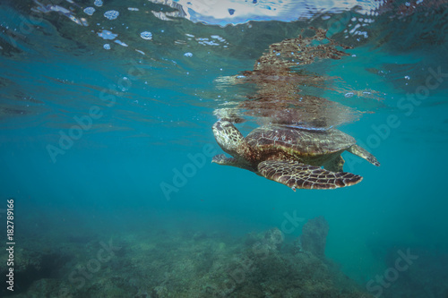 Proud turtle underwater floatinig near surface against blue sea water background