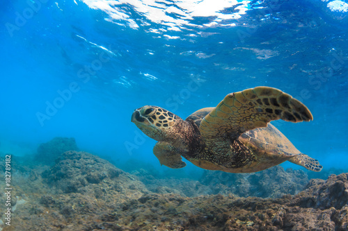 Sea turtle underwater against blue water background © willyam