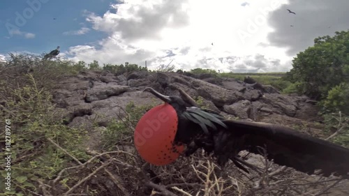 Male Great Frigatebird on Genovesa Island, Galapagos National Park, Ecuador