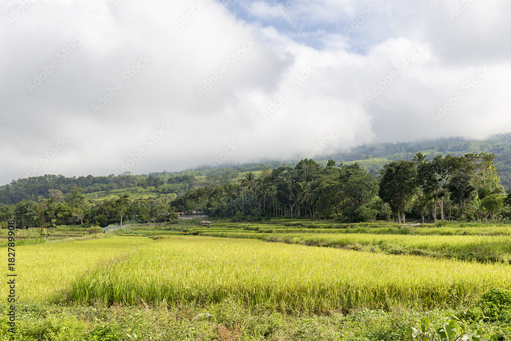 Rice fields in Moni, East Nusa Tenggara, Indonesia.