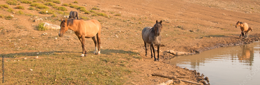 Chestnut Liver Bay Stallion with herd of wild horses at waterhole in the Pryor Mountains Wild Horse Range in Montana United States Chestnut Liver Bay Stallion with herd of wild horses at waterhole in the Pryor Mountains Wild Horse Range in Montana United States