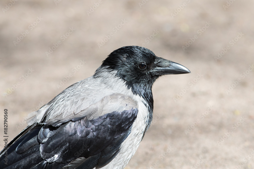 portrait of a gray crow portrait of a gray crow