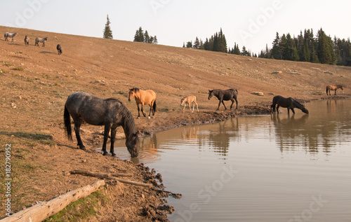 Herd of feral wild horses at waterhole in the Pryor Mountains Wild Horse Range in Montana United States