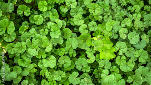 Green flowers on a meadow