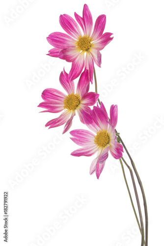 Fototapeta Naklejka Na Ścianę i Meble -  dahlia flower isolated