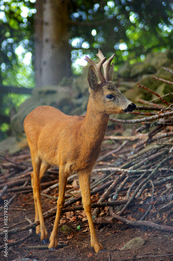 Roe Capreolus capreolus Roe Capreolus capreolus