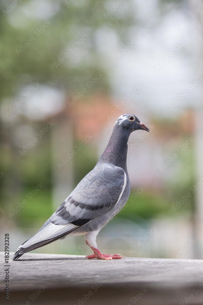 Fototapeta premium full body of homing pigeon bird standing on home loft