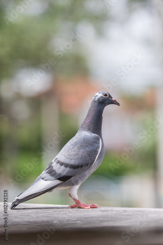 full body of homing pigeon bird standing on home loft