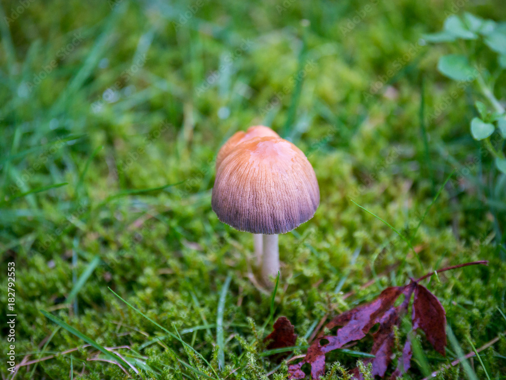 round tiny mushroom on the grass round tiny mushroom on the grass