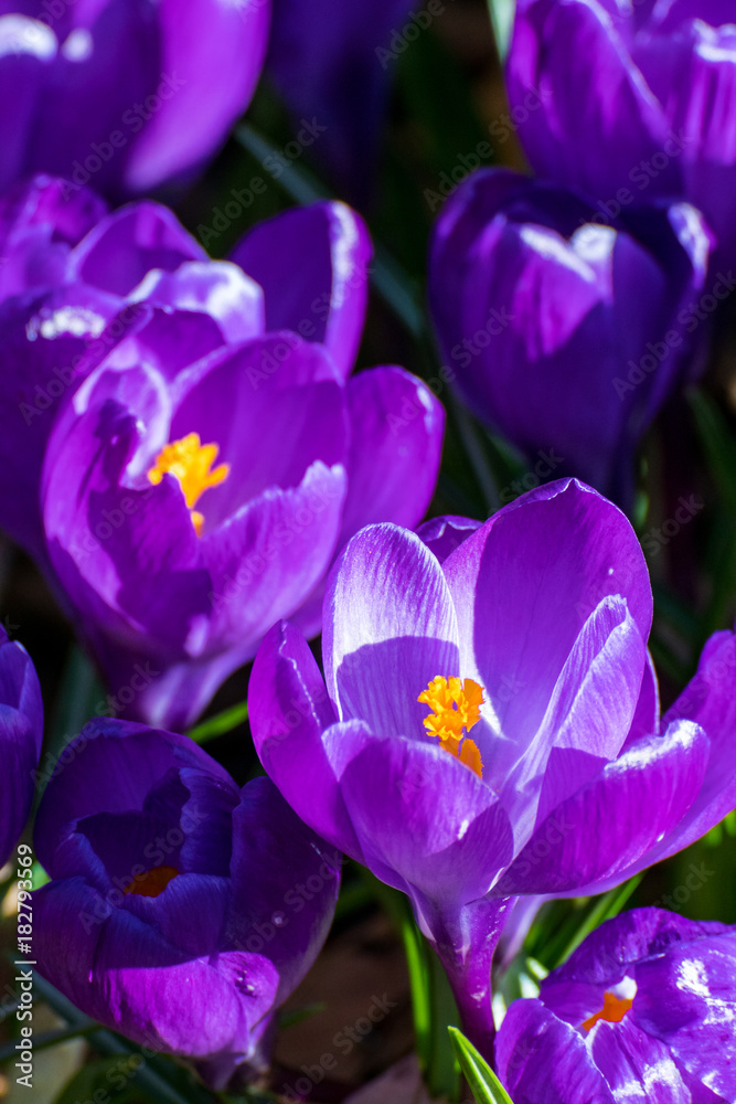 purple Crocus close-up purple Crocus close-up