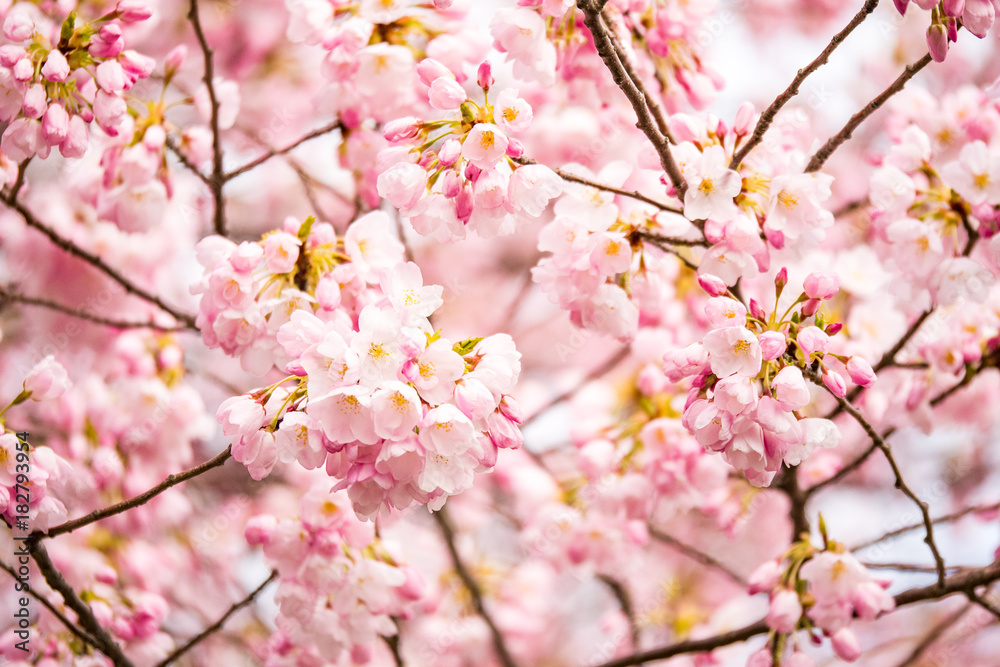 pink cherry blossom background