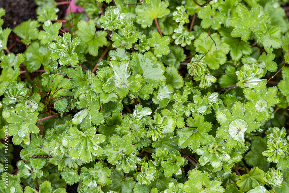 clover leaves with rain drops background clover leaves with rain drops background