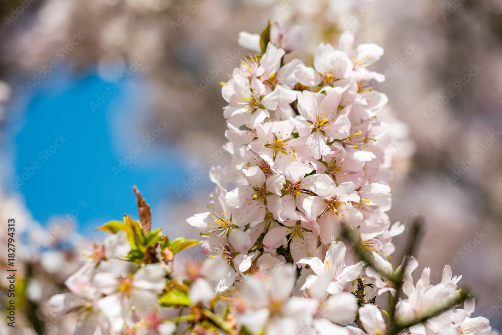 pink cherry blossom pink cherry blossom