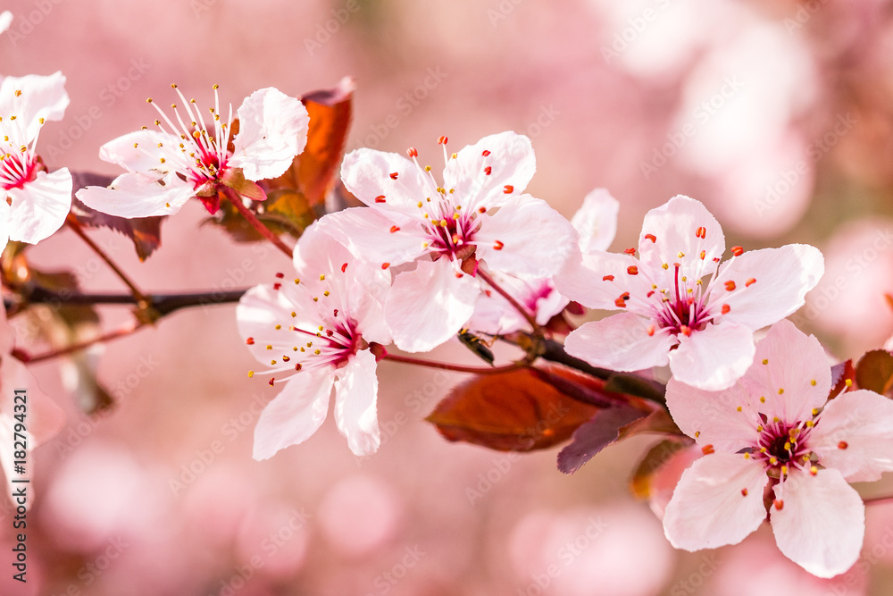 Obraz premium różowy kwiat wiśni z bliska