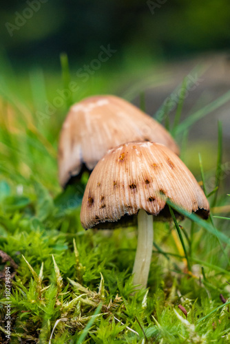 two mushrooms on the grass close-up © Yi