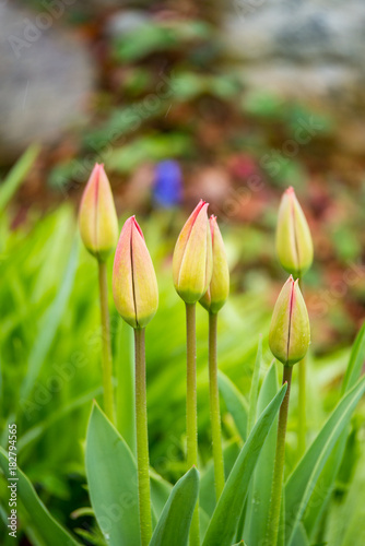 six tulips ready to bloom on the field
