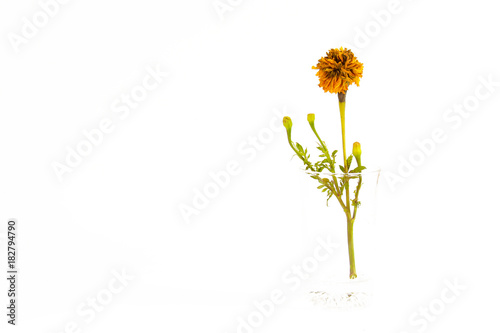 yellow flower in a white vase on white background