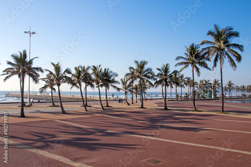  Palm Trees and Coastal Blue Sky Beachfront Landscape