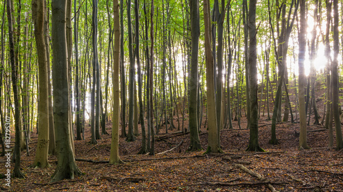 Die Sonne scheint in einen Buchenwald auf Insel R  gen im Herbst