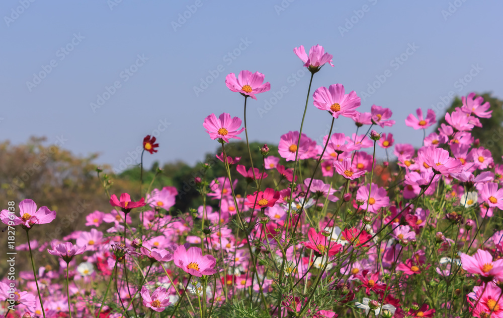 Cosmos flowers in the garden. Cosmos flowers in the garden.