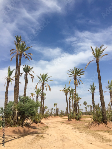 Palm trees in a desert climate © Daniel Rodriguez