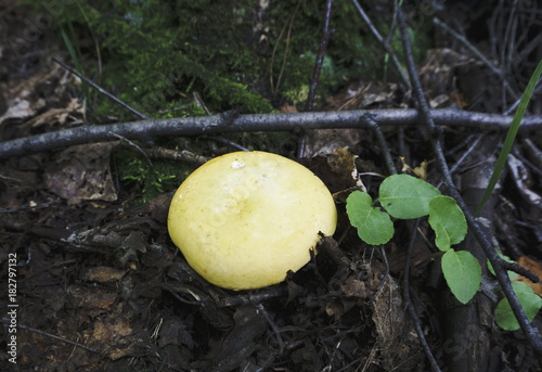 Fresh mushrooms boletus , krasnoholovets , volnushki. in the basket , hardwood table photo