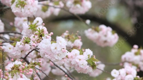 Cherry Blossom with nature background, Sakura season in Japan.