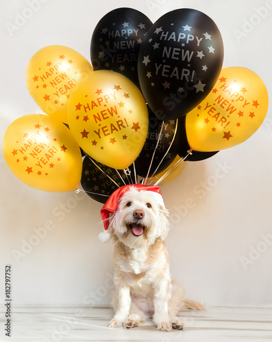 Photography Pet in New Year cap with inflatable balls
