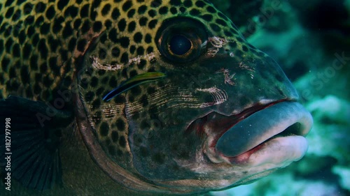 Harlequin sweetlips fish (Plectorhinchus chaetodonoides) underwater, detail, looking into the camera, WAKATOBI, Indonesia, NOV 2017, slow motion photo