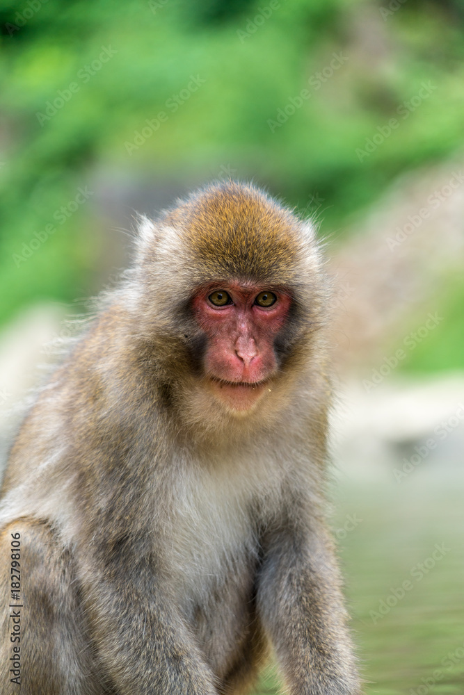 Wild japanese Macaque (Macaca Fuscata) or Snow monkey. Jigokudani, Nagano Prefecture, Japan Wild japanese Macaque (Macaca Fuscata) or Snow monkey. Jigokudani, Nagano Prefecture, Japan