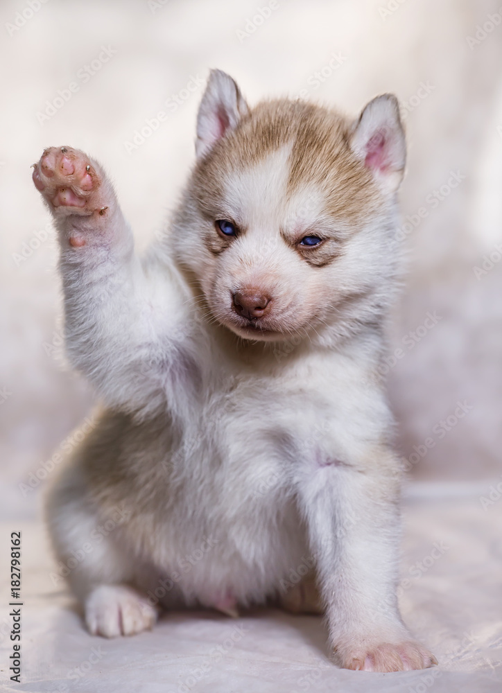 A husky puppy raised paw