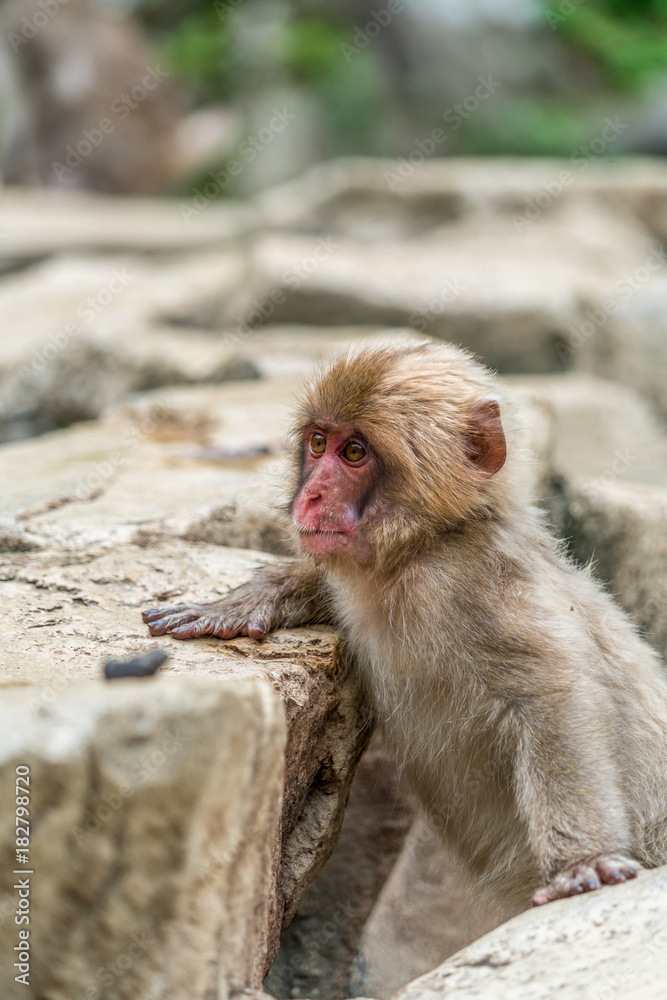 Wild baby japanese Macaque (Macaca Fuscata) or Snow monkey. Jigokudani, Nagano Prefecture, Japan