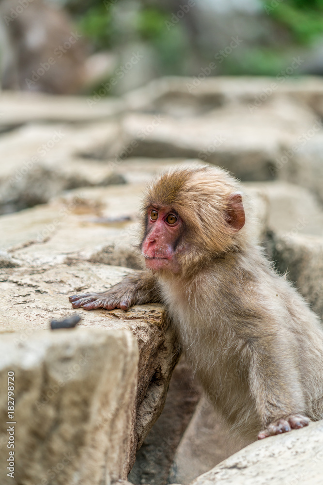 Wild baby japanese Macaque (Macaca Fuscata) or Snow monkey. Jigokudani, Nagano Prefecture, Japan Wild baby japanese Macaque (Macaca Fuscata) or Snow monkey. Jigokudani, Nagano Prefecture, Japan