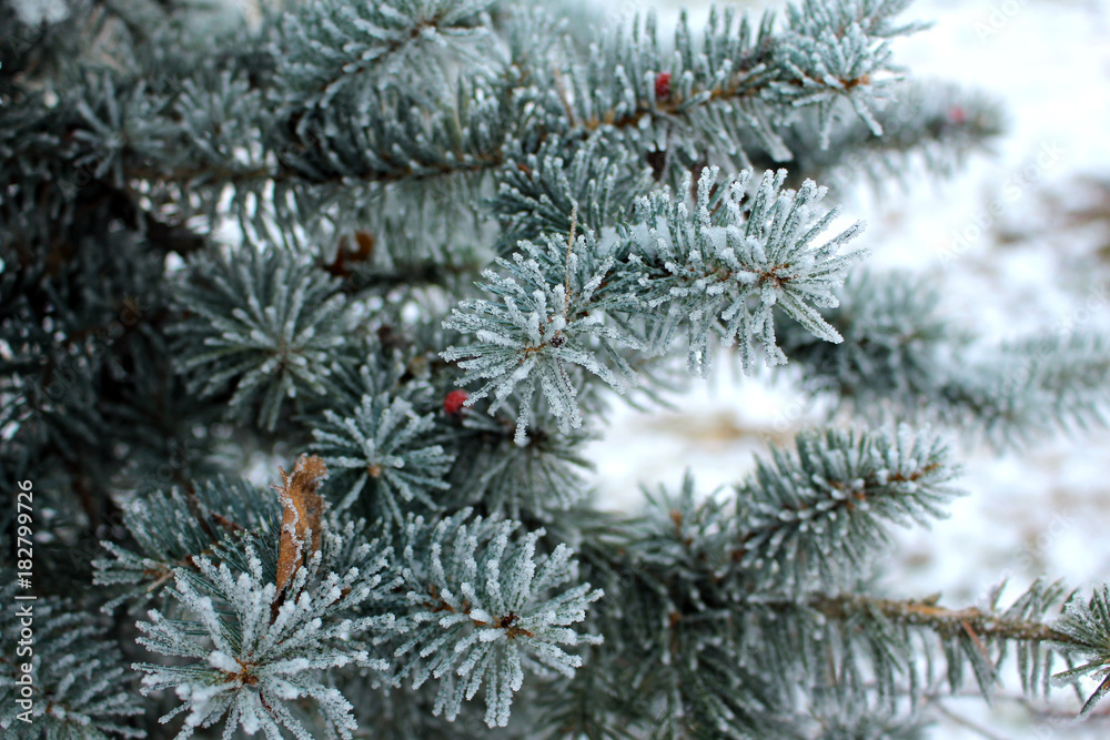 spruce branch covered with frost during the first frost. spruce branch covered with frost during the first frost.