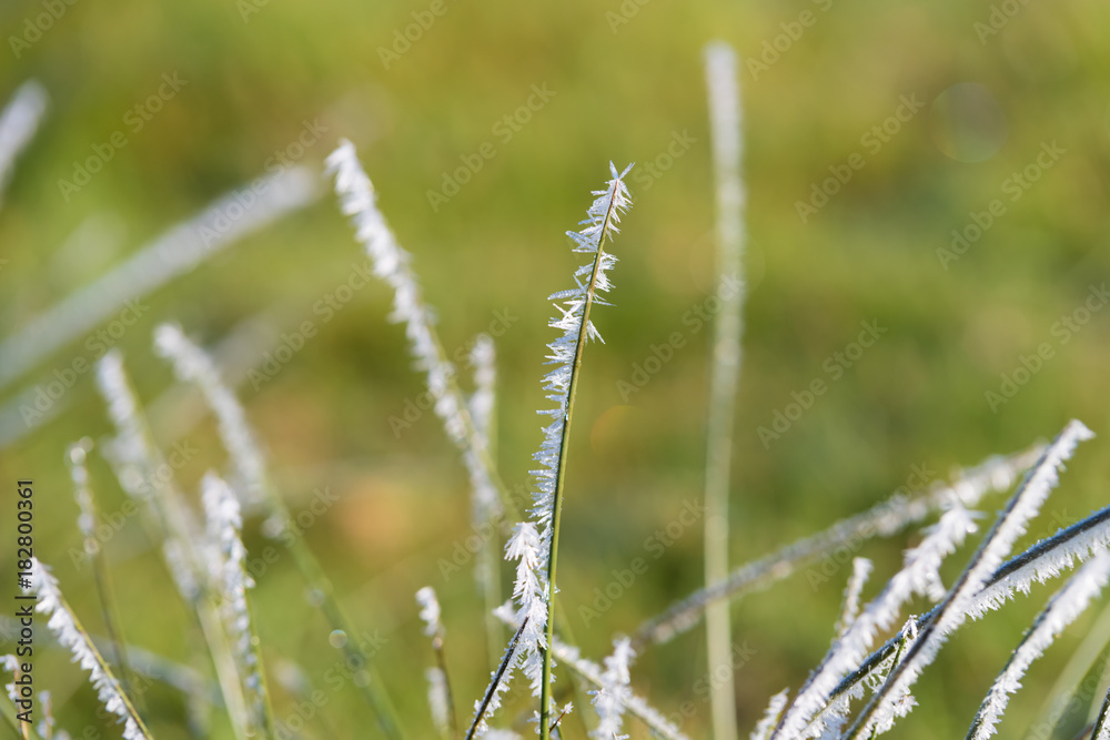 ice frost on grass