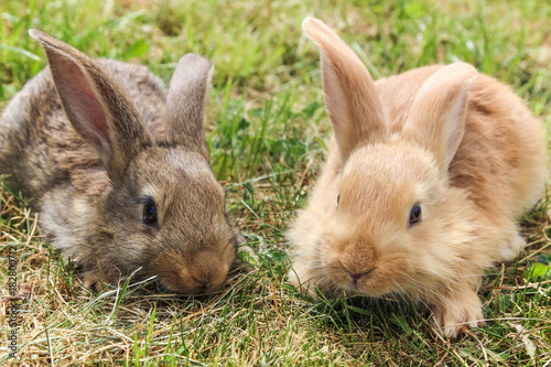 two young grey and red rabbits sitting on green grass, close up.