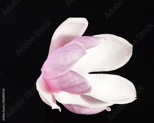 Single flower of Magnolia on black background