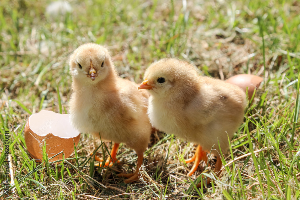 Two newborn chickens on green grass