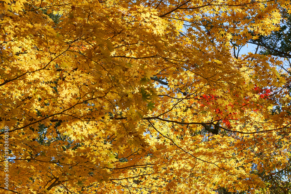 Maple leaves change color. From green to yellow until it reaches red in the park. The city of Nikko has a light through the sun through the shadow. Maple leaves change color. From green to yellow until it reaches red in the park. The city of Nikko has a light through the sun through the shadow.