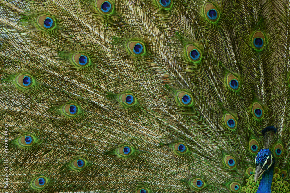 Obraz premium Peacock with feather detail 